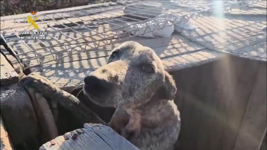 Tierquälerei auf Teneriffa: 49 Jagdhunde auf Finca gerettet Tierquälerei auf Teneriffa: 49 Jagdhunde auf Finca gerettet