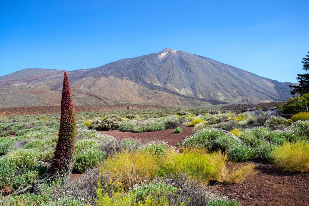 Die berühmte Vulkanlandschaft des Teide-Nationalparks auf Teneriffa mit einer blühenden, roten Tajinaste-Blume im Vordergrund.