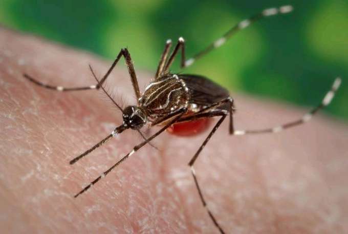 Dengue-Fieber auf den Kanaren nachgewiesen Eine Nahaufnahme der Asiatischen Tigermücke (Aedes albopictus) mit den charakteristischen weißen Streifen auf dem dunklen Körper und den Beinen.