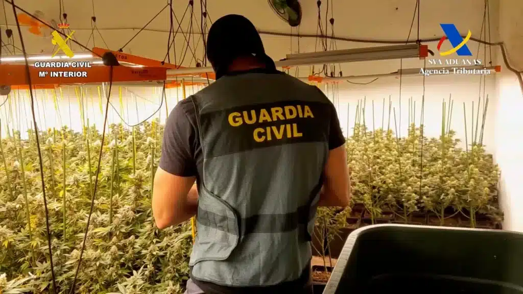 Marihuana-Plantagen auf Teneriffa aufgeflogen: Hobby-Gärtner in Haft Ein Beamter der spanischen Guardia Civil steht vor einer beschlagnahmten Indoor-Marihuana-Plantage mit Lampen und Cannabis-Pflanzen.