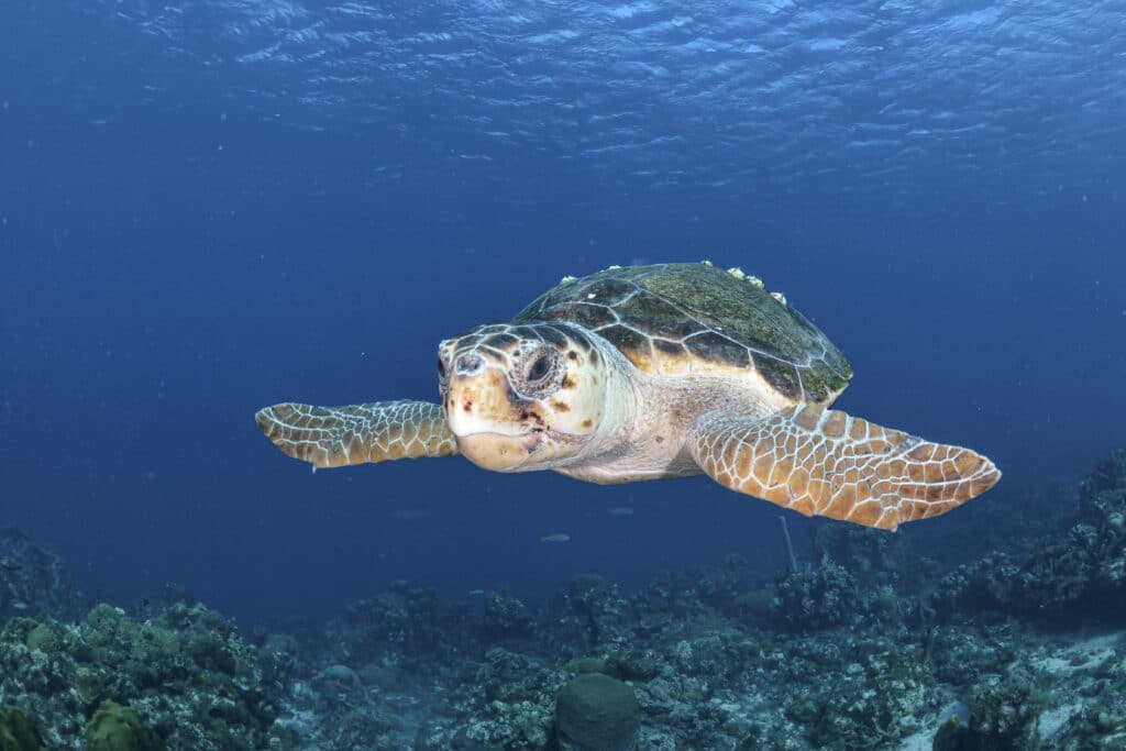 Kanaren bekommen riesige neue Schutzgebiete im Atlantik Eine Nahaufnahme einer Unechten Karrettschildkröte (Loggerhead) vor einem tiefblauen Ozeanhintergrund.