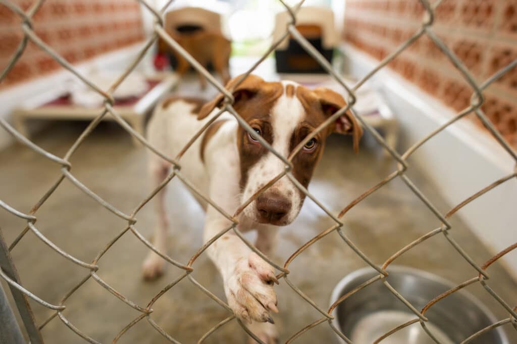 Hunde in einem modernen Tierheim-Gehege als Symbolbild für den 7,2 Millionen Euro Neubau auf Gran Canaria.. Alle Details zum Bauprojekt.